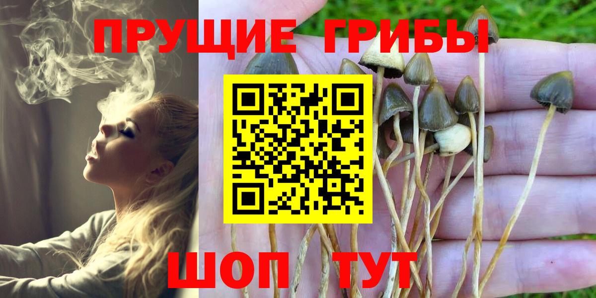купить наркотик  Вход с VPN  Гусиноозёрск  Псилоцибиновые грибы MAGIC MUSHROOMS  Галлюциногенные грибы Magic Shrooms 